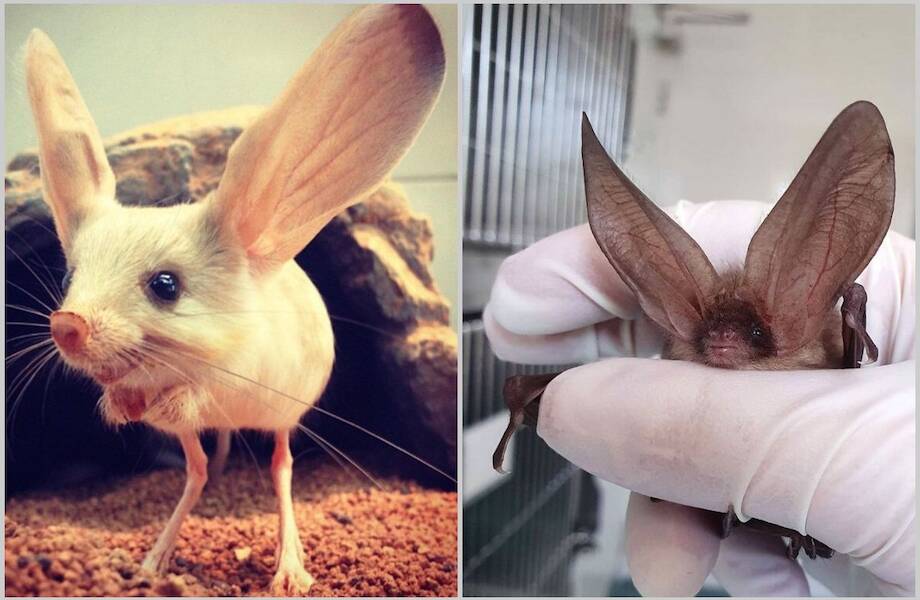 От слона до тушканчика: для чего животным такие большие уши От слона до тушканчика: для чего животным такие большие уши