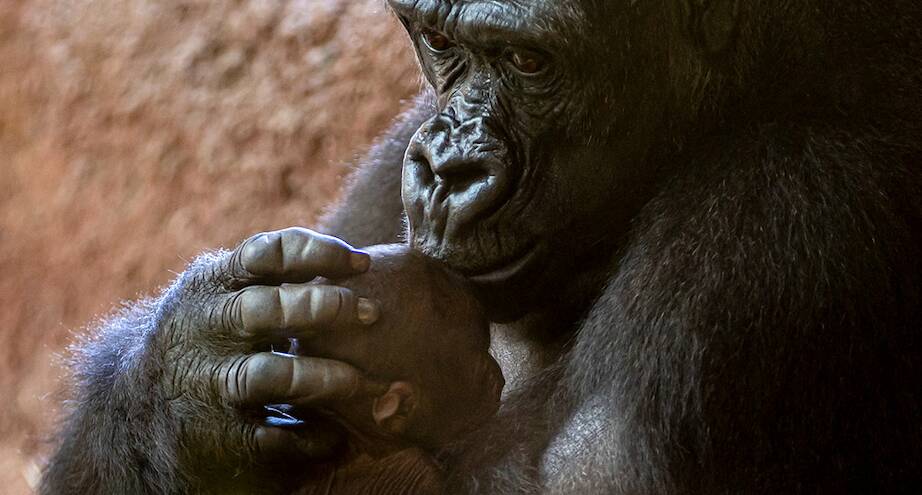 Фото дня: пополнение в Пражском зоопарке
