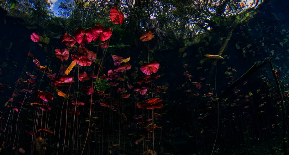  Фото дня: подводные краски мира