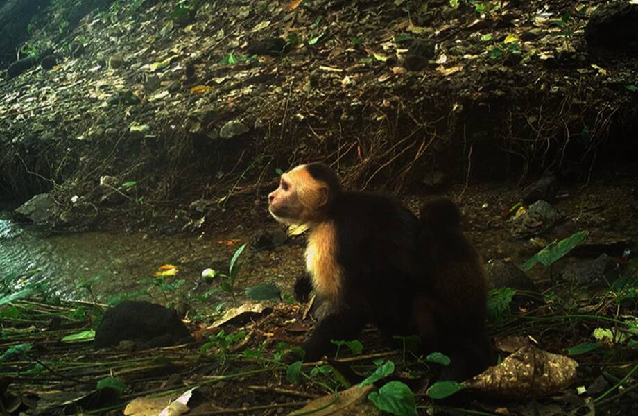 На видео попало, как капуцины похищают детенышей других обезьян На видео попало, как капуцины похищают детенышей других обезьян