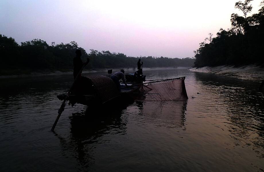 Как в болотах Бангладеш выдры помогают рыбакам Как в болотах Бангладеш выдры помогают рыбакам