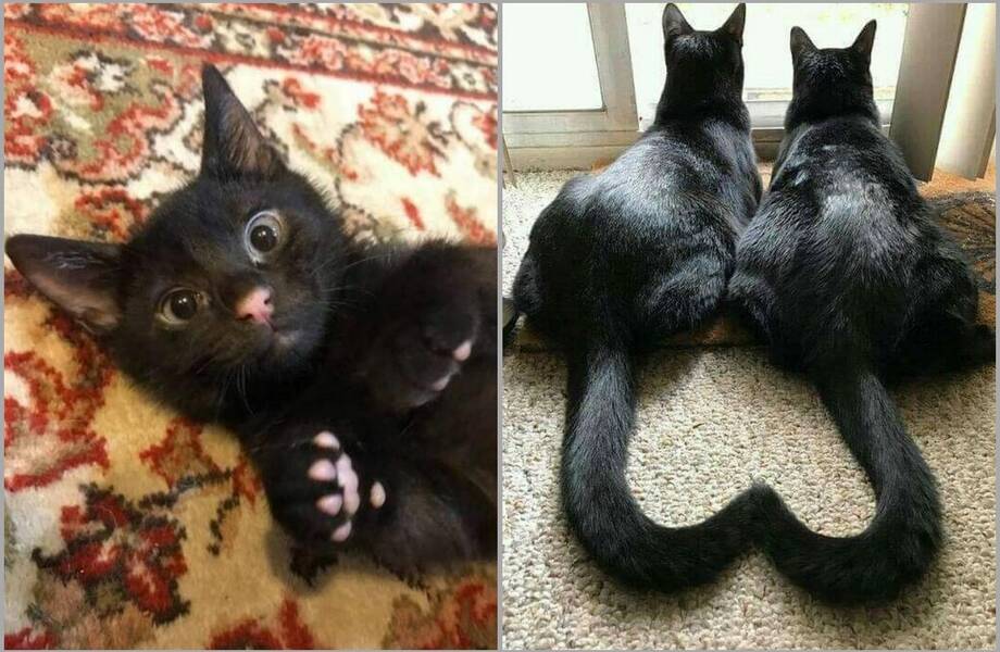 14 фото черных котов, которые развеют все суеверия 14 фото черных котов, которые развеют все суеверия
