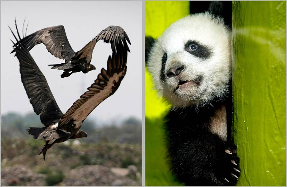 14 лучших снимков дикой природы 2025 года 14 лучших снимков дикой природы 2025 года