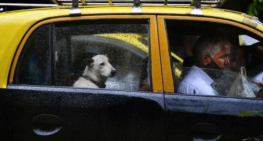 Фото дня: необычный пассажир