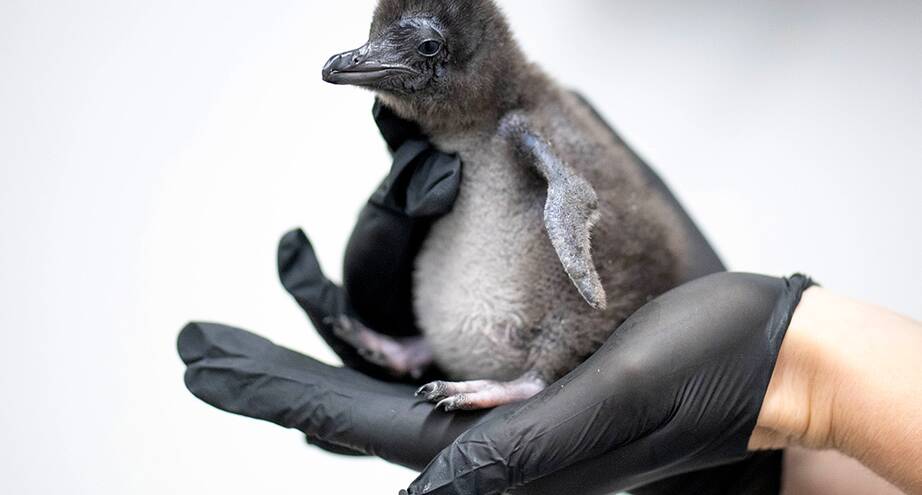 Фото дня: детеныш пингвина в британском океанариуме