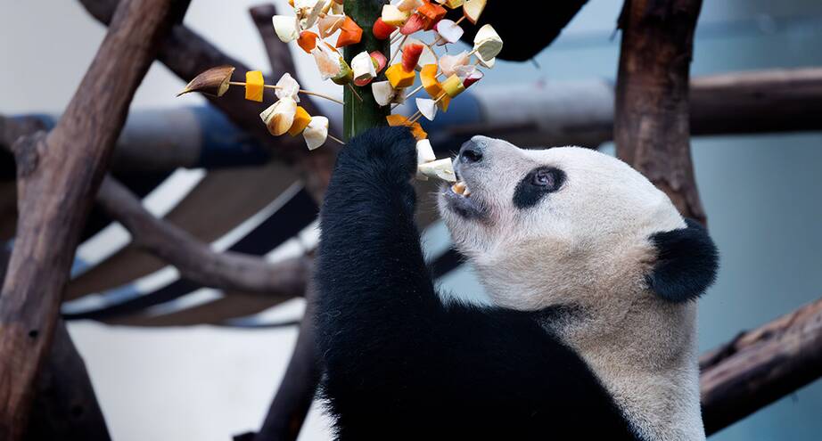 Фото дня: панда наслаждается угощениями