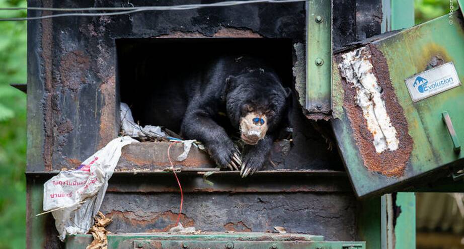 Фото дня: бабочка присела на нос медведю
