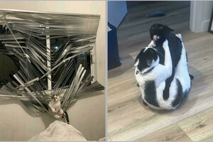 15 фото питомцев, которые явно не ожидали, что их застукают на месте преступления