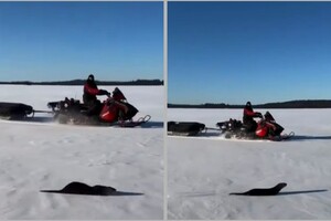 Видео: выдра решила не расставаться с рыбаком после знакомства