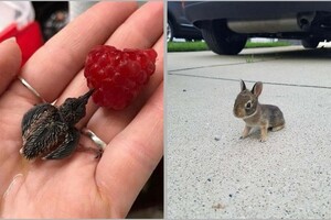 15 доказательств того, что маленькие животные ― лучшее лекарство от стресса